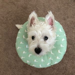 Meet your Posher, Zhongze